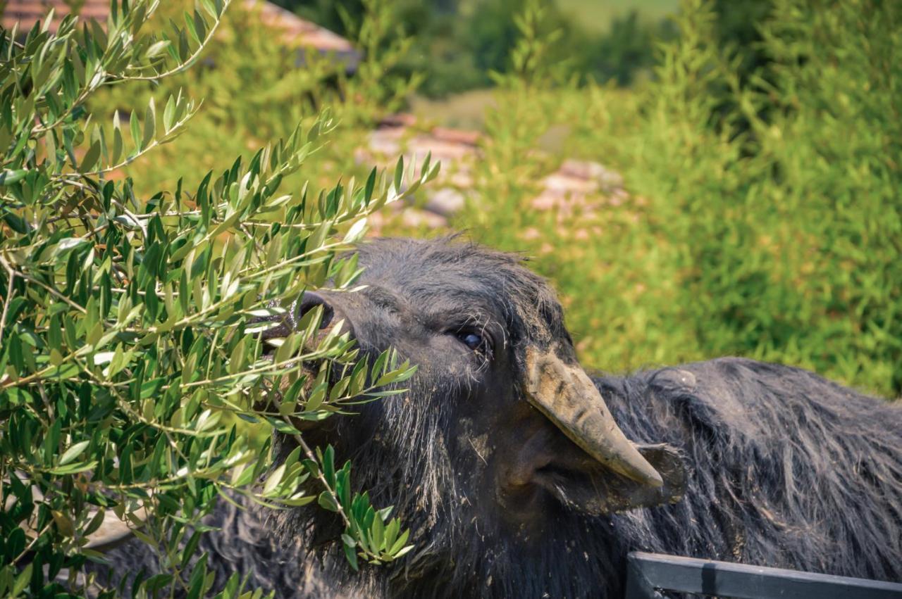 Agriturismo Ciociaro " Il Colle " Hotel Ristorante Ceprano Luaran gambar